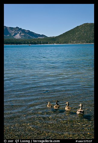 Ducks on shore of East Lake. Newberry Volcanic National Monument, Oregon, USA