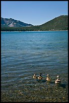 Ducks on shore of East Lake. Newberry Volcanic National Monument, Oregon, USA