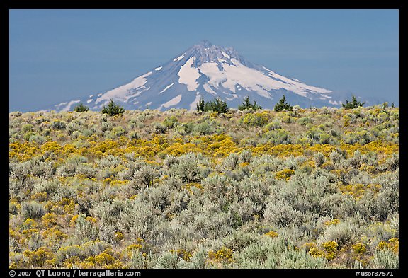 Mt Hood above sagebrush-covered plateau. Oregon, USA