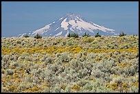 Mt Hood above sagebrush-covered plateau. Oregon, USA (color)