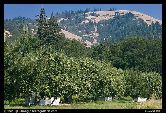 Fruit orchard and hill. Oregon, USA (color)