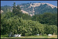 Fruit orchard and hill. Oregon, USA