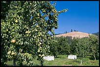 Pear orchard. Oregon, USA (color)