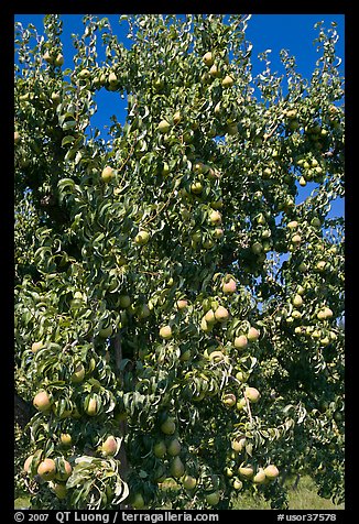 Pear tree covered with fruits. Oregon, USA (color)