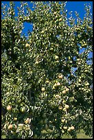 Pear tree covered with fruits. Oregon, USA