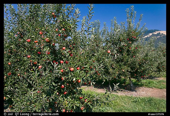 Red apple trees. Oregon, USA