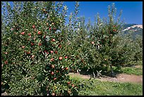 Red apple trees. Oregon, USA