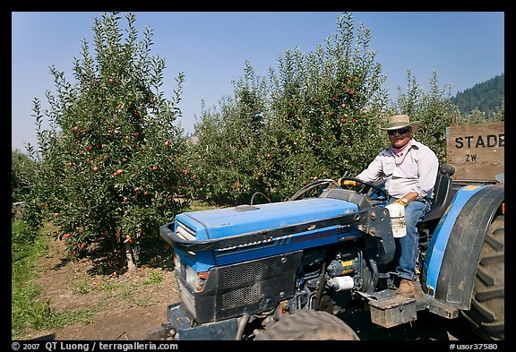 Man on tractor in orchard. Oregon, USA