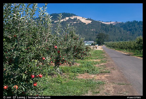 Apple orchard and road. Oregon, USA