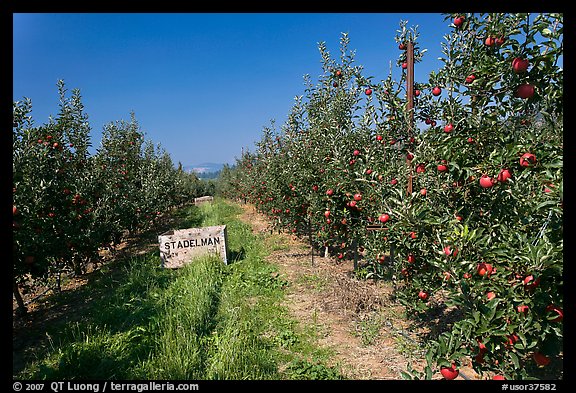 Row of trees in apple orchard. Oregon, USA