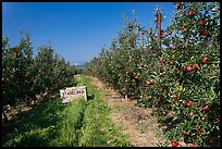 Row of trees in apple orchard. Oregon, USA ( color)