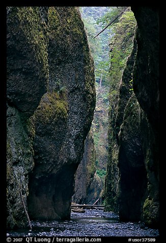 Narrow canyon, Oneonta Gorge. Columbia River Gorge, Oregon, USA (color)