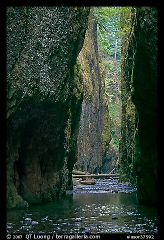 Oneonta Gorge. Columbia River Gorge, Oregon, USA