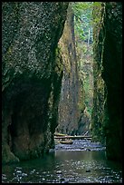 Oneonta Gorge. Columbia River Gorge, Oregon, USA (color)