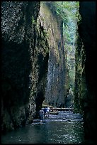 Hikers wading, Oneonta Gorge. Columbia River Gorge, Oregon, USA (color)
