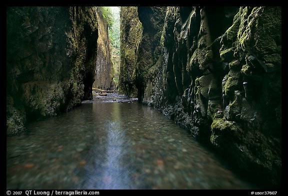 Stream and moss-covered walls, Oneonta Gorge. Columbia River Gorge, Oregon, USA (color)