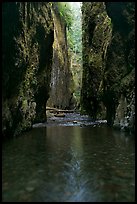 Stream and slot-like canyon walls, Oneonta Gorge. Columbia River Gorge, Oregon, USA (color)