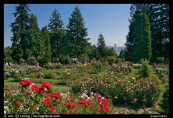 Rose Garden and city high rise. Portland, Oregon, USA