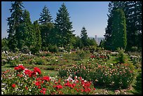 Rose Garden and city high rise. Portland, Oregon, USA ( color)