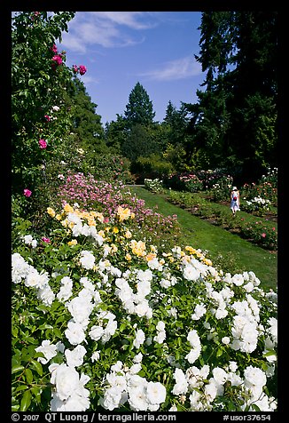 White roses, Rose Garden. Portland, Oregon, USA