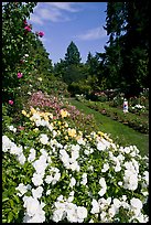 White roses, Rose Garden. Portland, Oregon, USA (color)