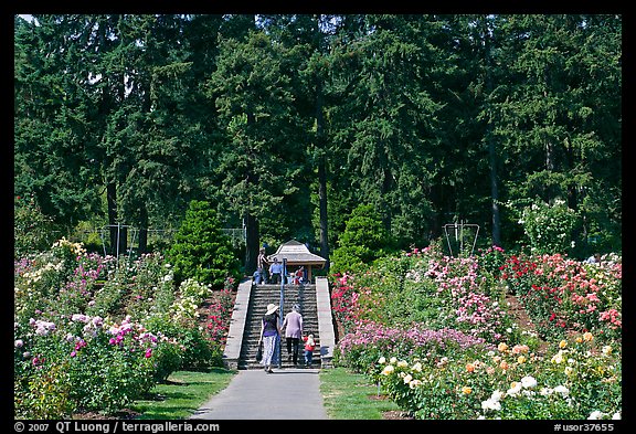 Alley in Rose Garden. Portland, Oregon, USA (color)