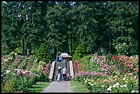 Alley in Rose Garden. Portland, Oregon, USA (color)