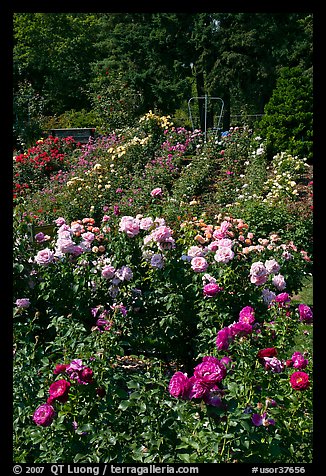 Portland Rose Garden. Portland, Oregon, USA (color)