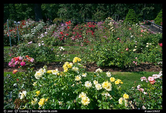 Rose Garden. Portland, Oregon, USA (color)