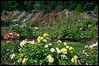 Rose Garden. Portland, Oregon, USA (color)