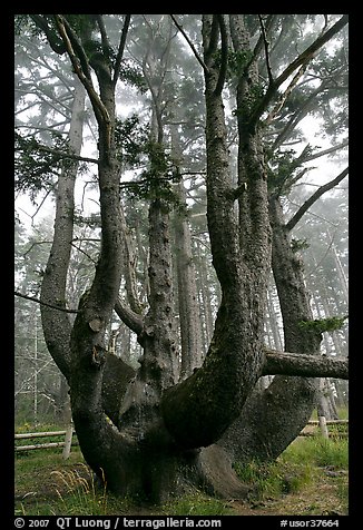 Chandelier tree, Cap Meares. Oregon, USA (color)