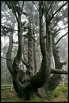 Chandelier tree, Cap Meares. Oregon, USA ( color)