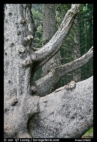 Detail of multi-trunk tree, Cap Meares. Oregon, USA (color)
