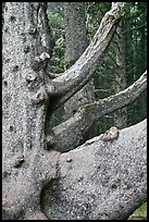 Detail of multi-trunk tree, Cap Meares. Oregon, USA (color)