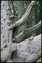 Detail of multi-trunk tree, Cap Meares. Oregon, USA