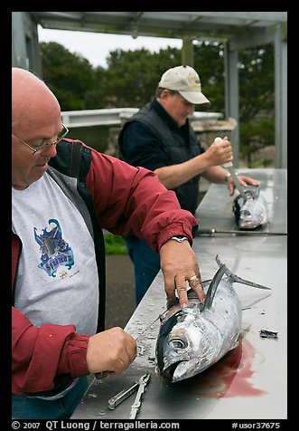 Men cleaning just caught fish. Newport, Oregon, USA