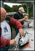 Men cleaning just caught fish. Newport, Oregon, USA (color)