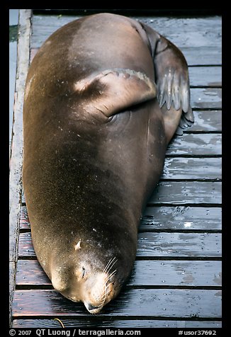 Sea Lion on deck. Newport, Oregon, USA