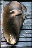 Sea Lion on deck. Newport, Oregon, USA