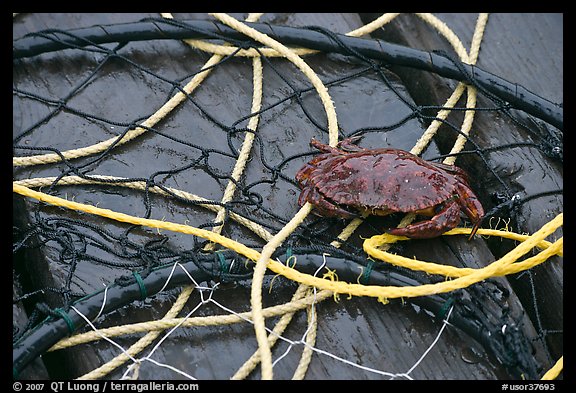 Crab crawling on ropes and nets. Newport, Oregon, USA