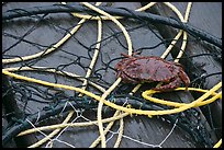 Crab crawling on ropes and nets. Newport, Oregon, USA (color)