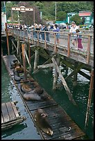Tourists looking at Sea Lions. Newport, Oregon, USA