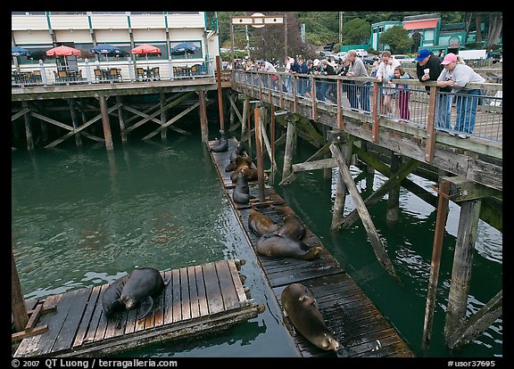 Tourists looking at Sea Lions from pier. Newport, Oregon, USA