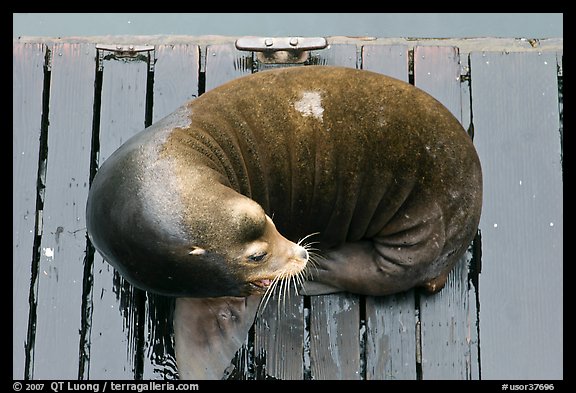 Sea Lion sleeping on pier. Newport, Oregon, USA