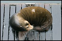 Sea Lion sleeping on pier. Newport, Oregon, USA (color)