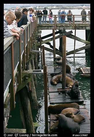 Tourists observing  Sea Lions in harbor. Newport, Oregon, USA (color)