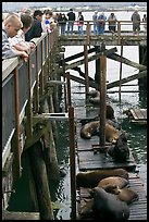 Tourists observing  Sea Lions in harbor. Newport, Oregon, USA