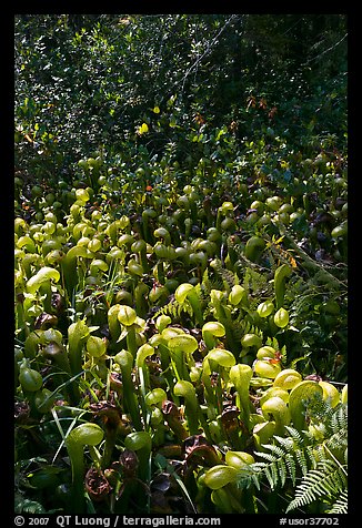 Patch of Californica Darlingtonia carnivorous plants. Oregon, USA