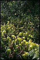 Patch of Californica Darlingtonia carnivorous plants. Oregon, USA (color)