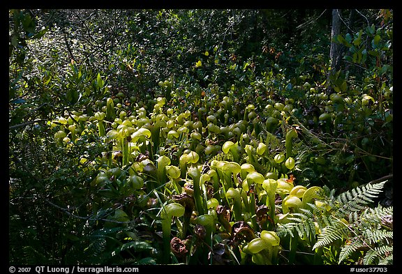 Dense patch of cobra-lilies (Californica Darlingtonia). Oregon, USA (color)